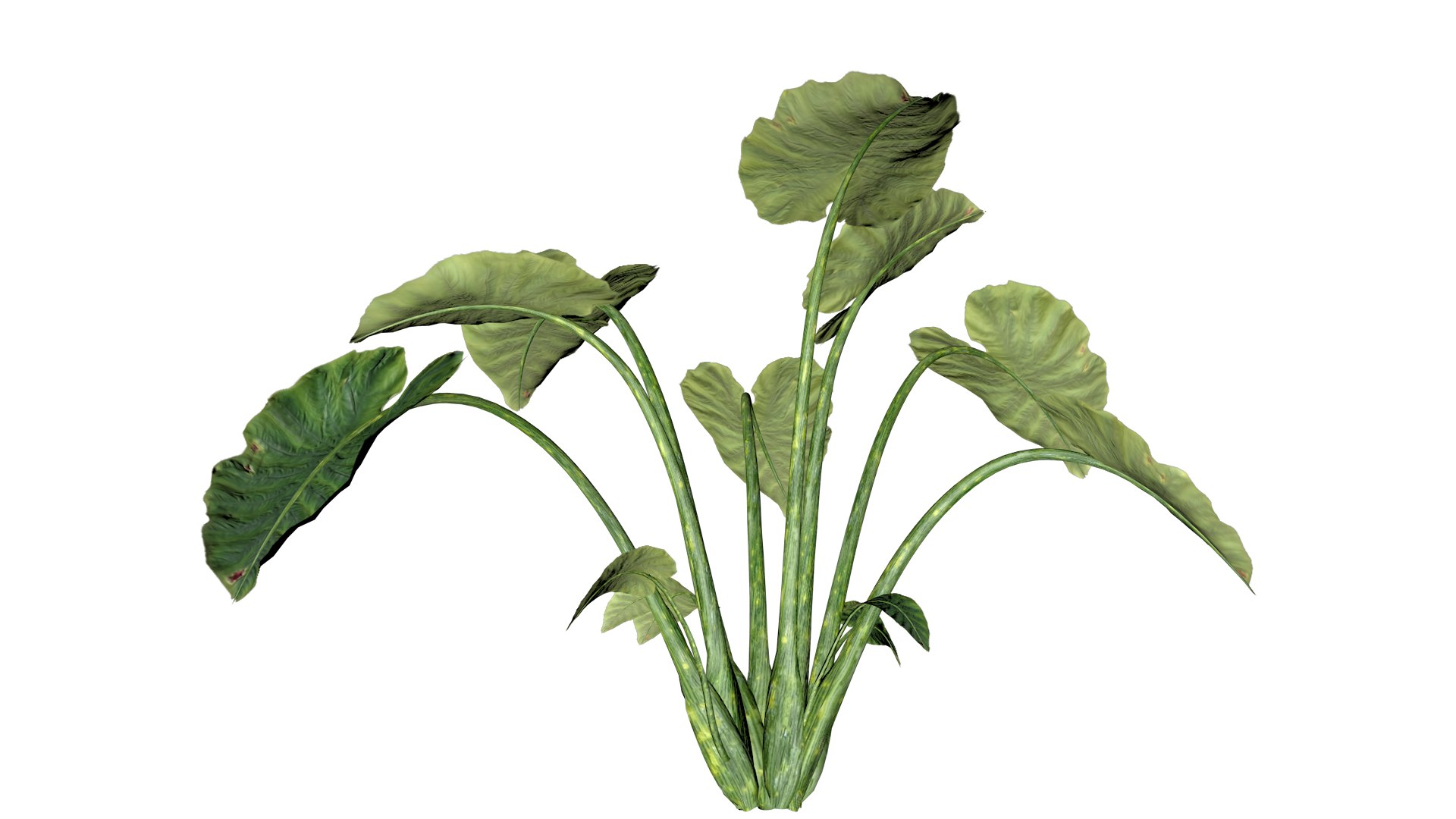 Elephant Ear Plant - 06 - 3D model https://p.turbosquid.com/ts-thumb/ZC/4alFkG/2p/ee_63/png/1741705357/1920x1080/fit_q87/797af554022f3317adb6bdbbc60a7784097b97c1/ee_63.jpg