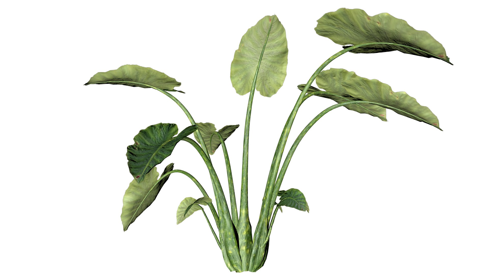 Elephant Ear Plant - 06 - 3D model https://p.turbosquid.com/ts-thumb/ZC/4alFkG/Ei/ee_6/png/1741705356/1920x1080/fit_q87/026469b189f7dd01ede7ed3cfef304dbe9243418/ee_6.jpg