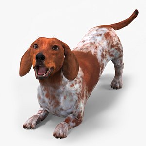3D Dapple Dachshund Dog with Spotted Fur Rigged for Cinema 4D