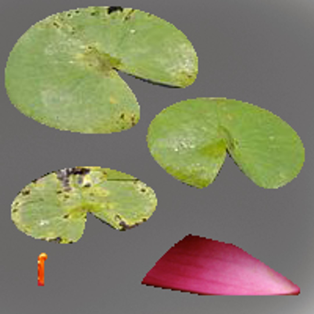 waterlilly lilly wa 3d model https://p.turbosquid.com/ts-thumb/ZC/Ib9Co5/8s2A74GN/diffusemap_nenuphar/png/1429720060/1920x1080/fit_q87/40f6de7504a83ea966d5319cb7664a81e8c3b1fe/diffusemap_nenuphar.jpg