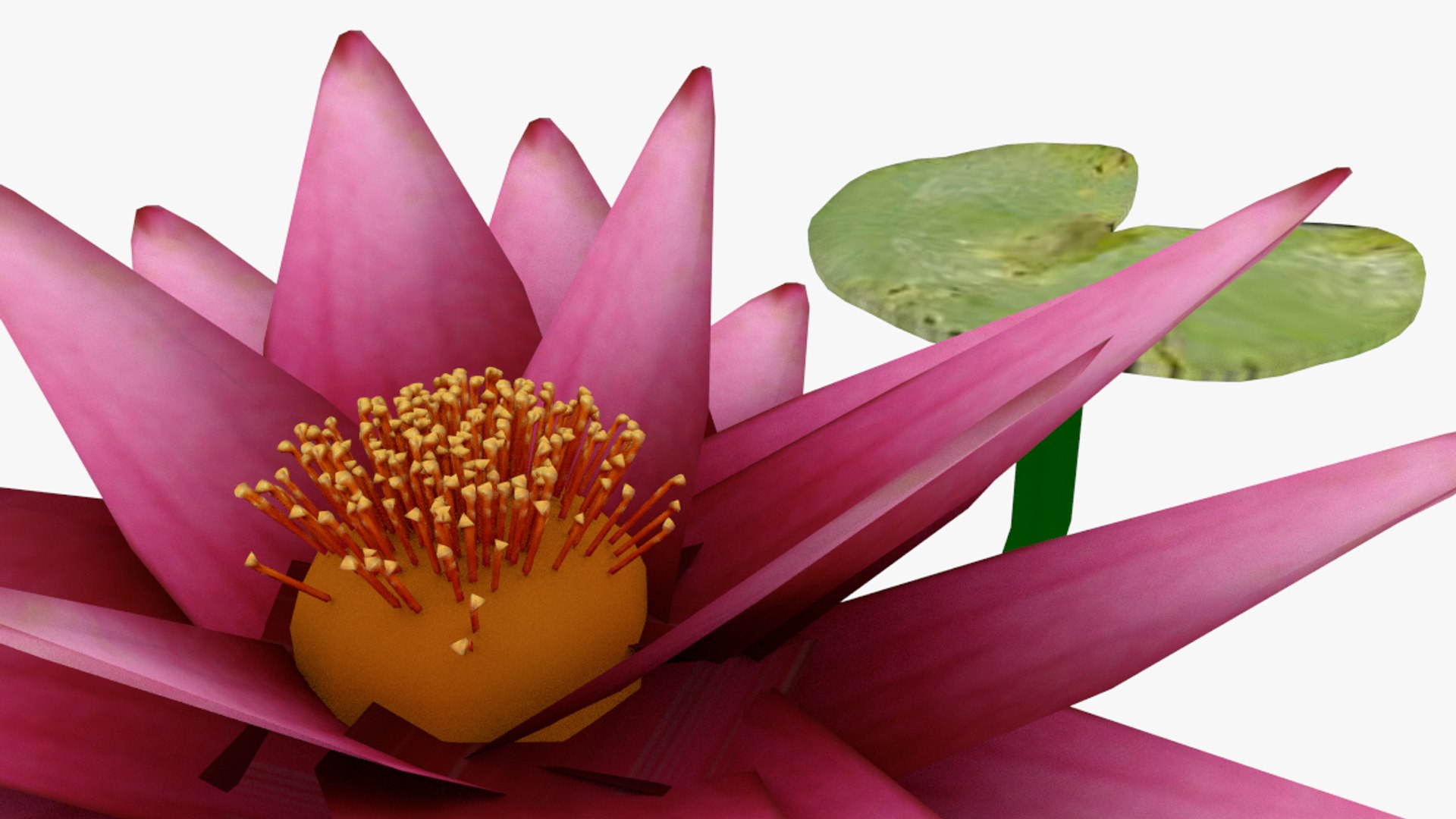 waterlilly lilly wa 3d model https://p.turbosquid.com/ts-thumb/ZC/Ib9Co5/YpCGBgwo/untitled2/png/1429719972/1920x1080/fit_q87/be69ef26650e5c430726c3d677483c83b0ee3204/untitled2.jpg