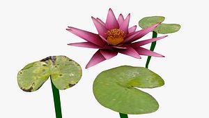 Waterlilly
