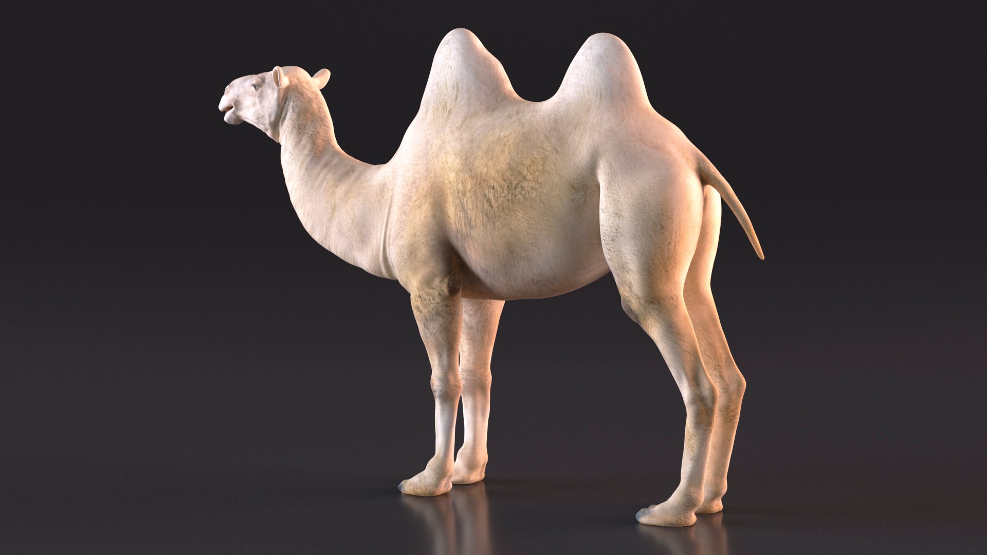 3D Bactrian Camel Light Colored https://p.turbosquid.com/ts-thumb/ZC/LG8Jk5/4F/bactriancamellightcolored3dsmodel007/jpg/1724723136/1920x1080/fit_q87/80f4866907bf6d96acde0442e979d005314b3c67/bactriancamellightcolored3dsmodel007.jpg