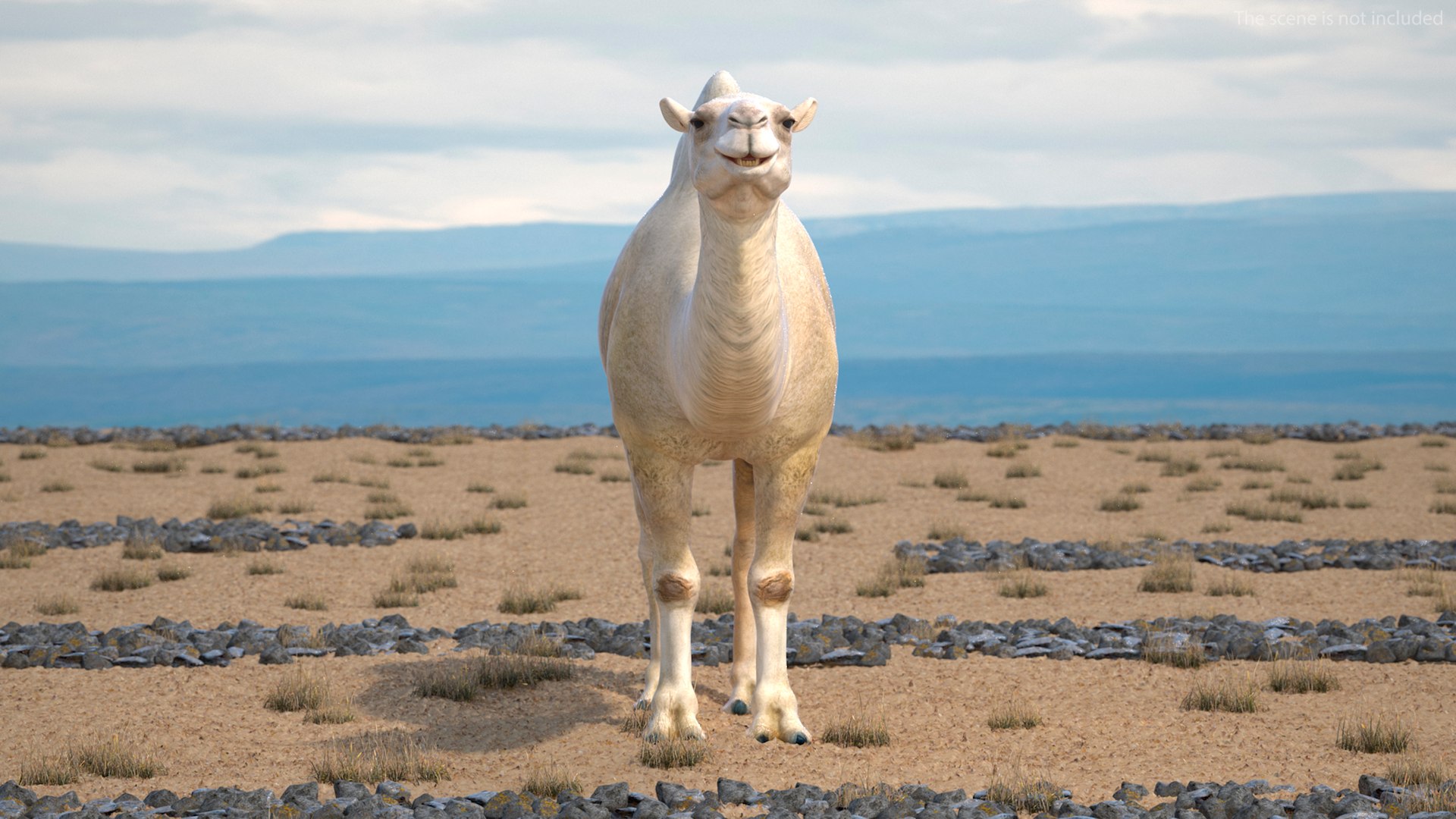 3D Bactrian Camel Light Colored https://p.turbosquid.com/ts-thumb/ZC/LG8Jk5/6I/bactriancamellightcolored3dsmodel002/jpg/1724723113/1920x1080/fit_q87/ad5362792d6d11937fb592aa6e98c9c17ba91794/bactriancamellightcolored3dsmodel002.jpg