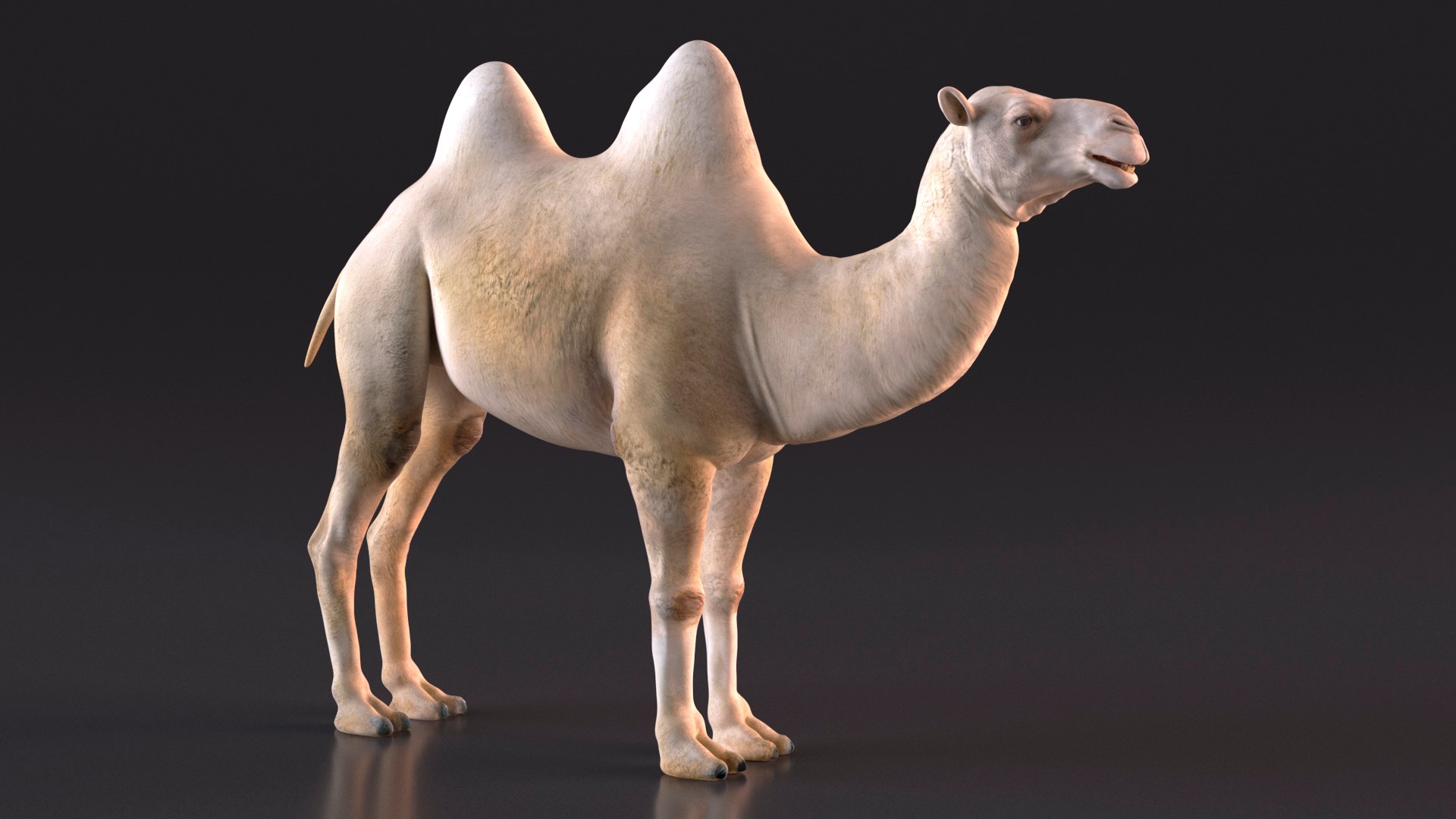 3D Bactrian Camel Light Colored https://p.turbosquid.com/ts-thumb/ZC/LG8Jk5/AG/bactriancamellightcolored3dsmodel006/jpg/1724723132/1920x1080/fit_q87/d8afebc16d8837a1ea8cea4bfb0ae632fce67ad0/bactriancamellightcolored3dsmodel006.jpg