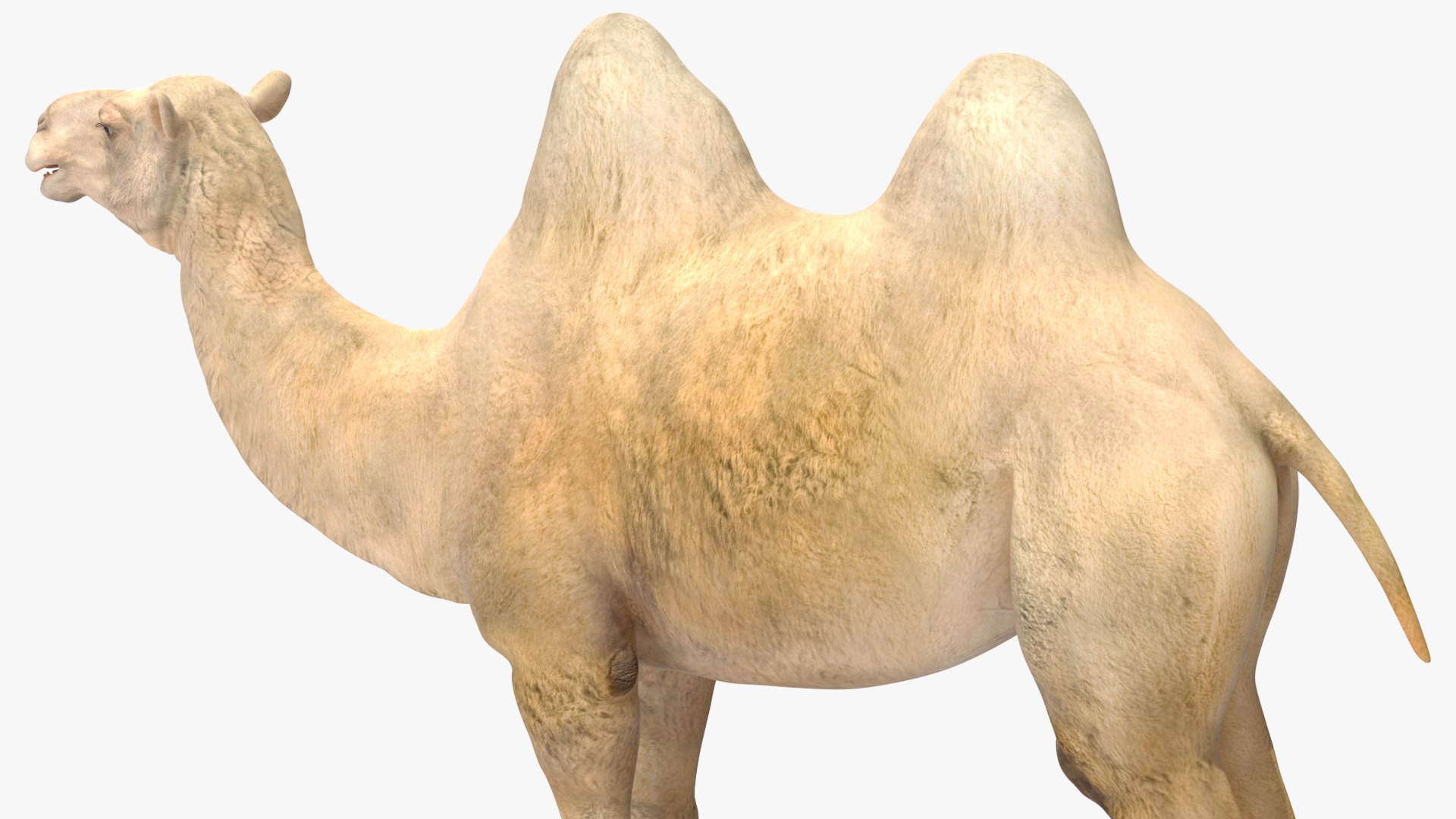 3D Bactrian Camel Light Colored https://p.turbosquid.com/ts-thumb/ZC/LG8Jk5/Hw/bactriancamellightcolored3dsmodel013/jpg/1724723160/1920x1080/fit_q87/c190d22875bc70ad22cd484b14bd282adbee32d9/bactriancamellightcolored3dsmodel013.jpg