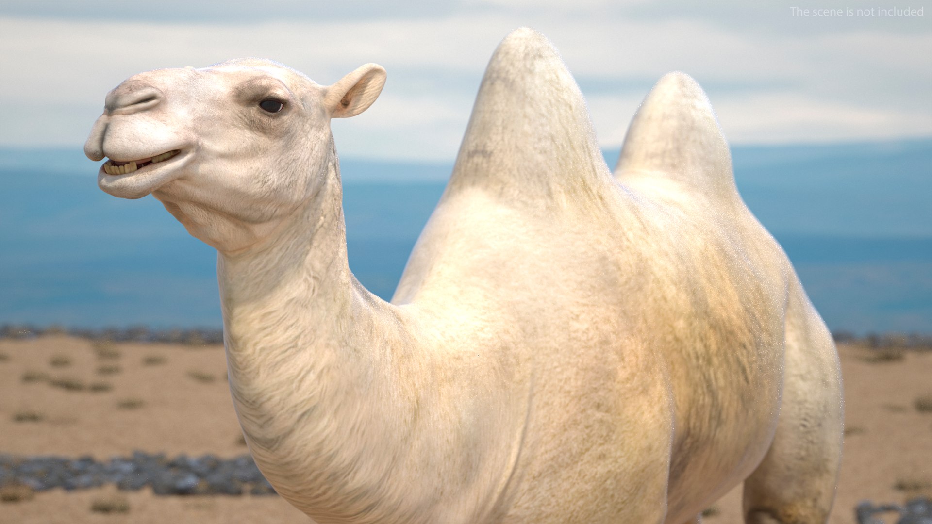 3D Bactrian Camel Light Colored https://p.turbosquid.com/ts-thumb/ZC/LG8Jk5/La/bactriancamellightcolored3dsmodel005/jpg/1724723128/1920x1080/fit_q87/7d3b575b4ecaae3189952479117d7268585a6e02/bactriancamellightcolored3dsmodel005.jpg