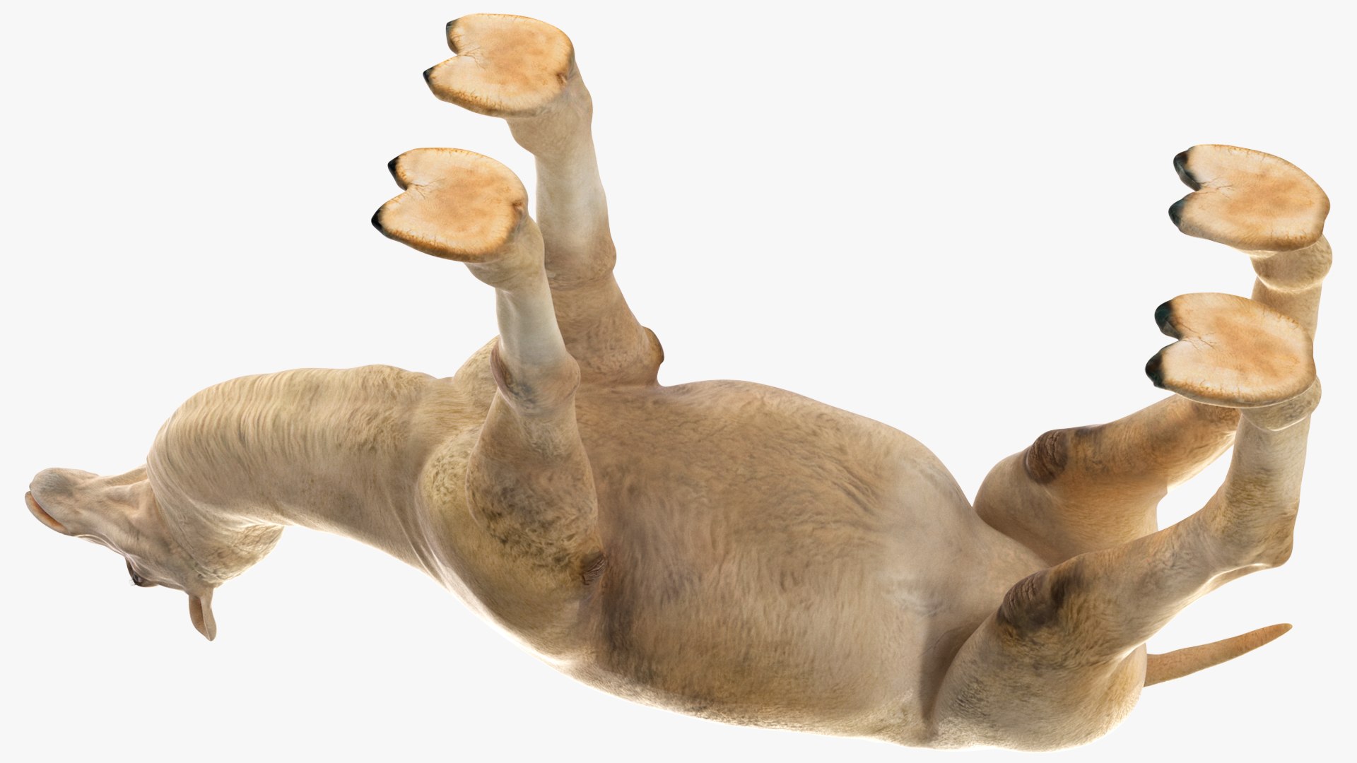 3D Bactrian Camel Light Colored https://p.turbosquid.com/ts-thumb/ZC/LG8Jk5/NS/bactriancamellightcolored3dsmodel011/jpg/1724723152/1920x1080/fit_q87/0ddd843b540be3efcd15e5e94107abaaca289282/bactriancamellightcolored3dsmodel011.jpg