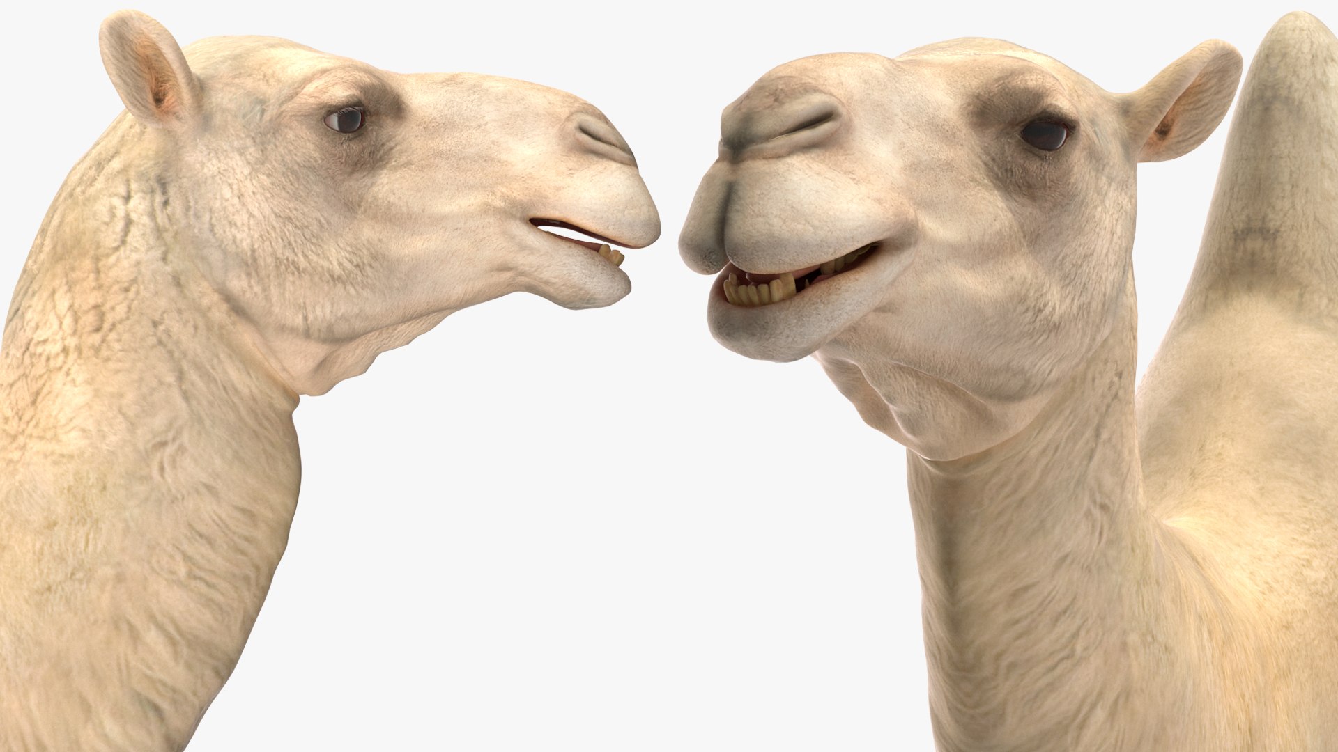 3D Bactrian Camel Light Colored https://p.turbosquid.com/ts-thumb/ZC/LG8Jk5/Up/bactriancamellightcolored3dsmodel018/jpg/1724723180/1920x1080/fit_q87/3dd212f63be10c91fa3241ba999682979d761384/bactriancamellightcolored3dsmodel018.jpg