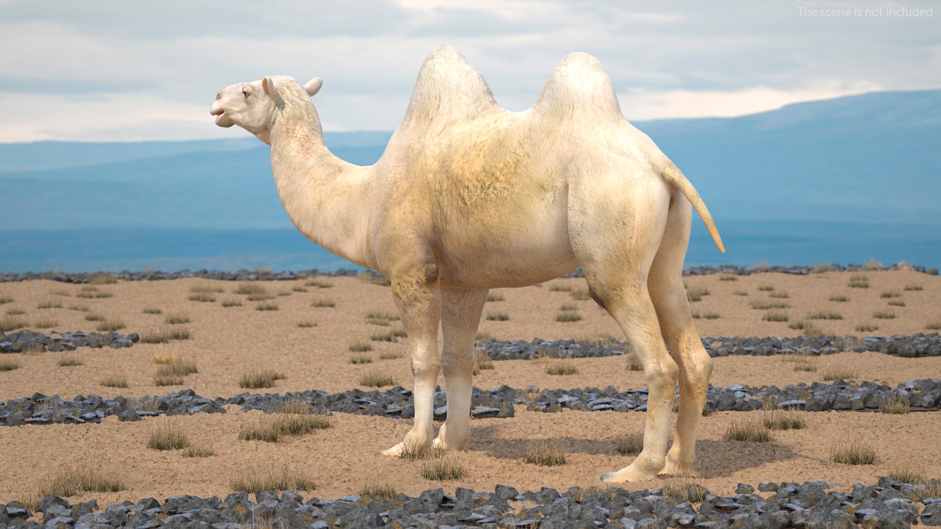 3D Bactrian Camel Light Colored https://p.turbosquid.com/ts-thumb/ZC/LG8Jk5/WJ/bactriancamellightcolored3dsmodel004/jpg/1724723123/1920x1080/fit_q87/85ff3c65dfab92bd8a77ec468eb5d96ff167d254/bactriancamellightcolored3dsmodel004.jpg