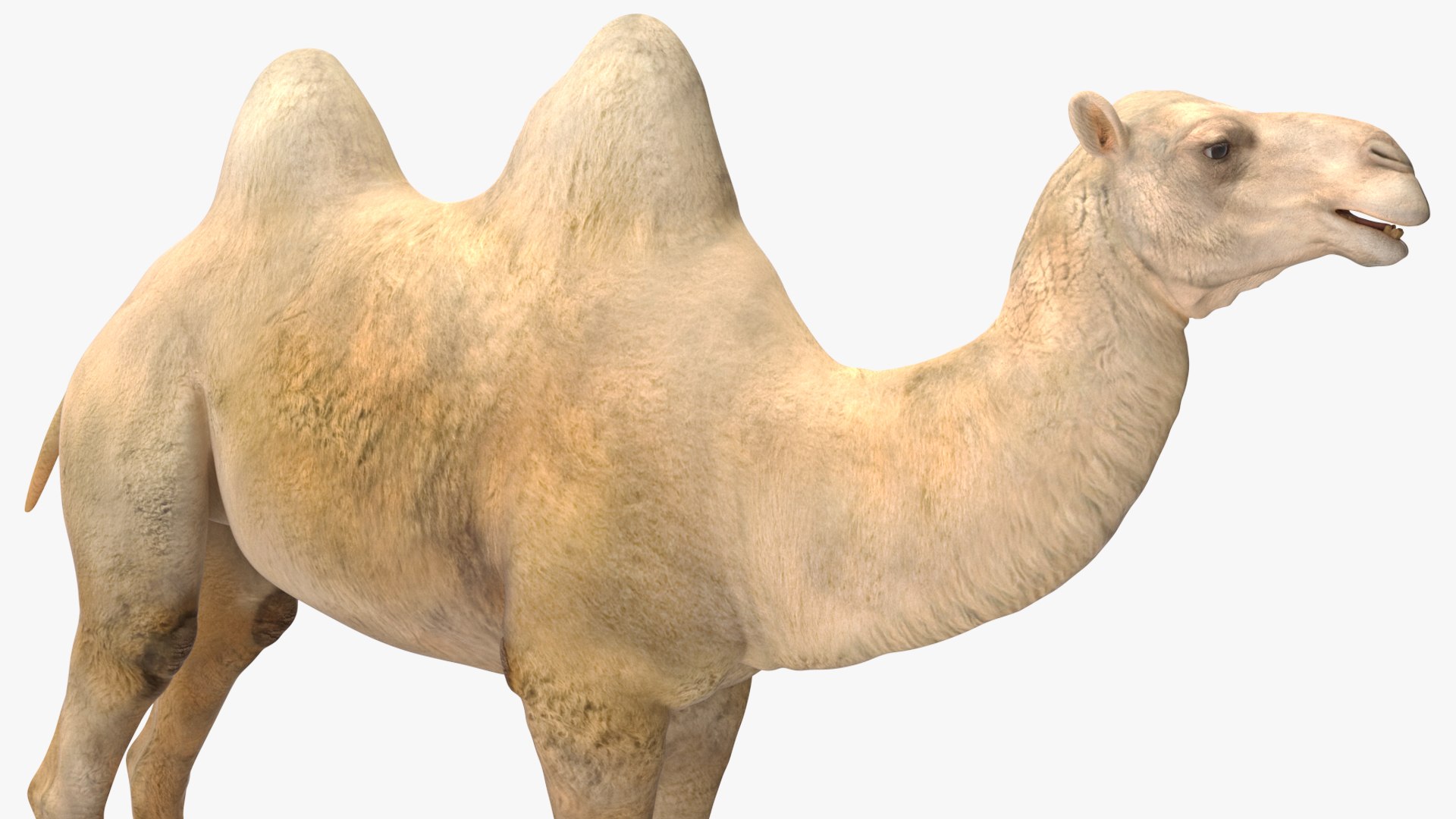 3D Bactrian Camel Light Colored https://p.turbosquid.com/ts-thumb/ZC/LG8Jk5/XJ/bactriancamellightcolored3dsmodel012/jpg/1724723156/1920x1080/fit_q87/3678d0bb148e5ab516770722d797e18b68a15b0c/bactriancamellightcolored3dsmodel012.jpg