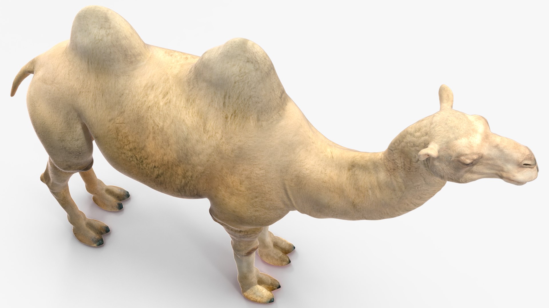 3D Bactrian Camel Light Colored https://p.turbosquid.com/ts-thumb/ZC/LG8Jk5/an/bactriancamellightcolored3dsmodel010/jpg/1724723148/1920x1080/fit_q87/35aff07002f45823633234da89b6eca08e8eafd4/bactriancamellightcolored3dsmodel010.jpg