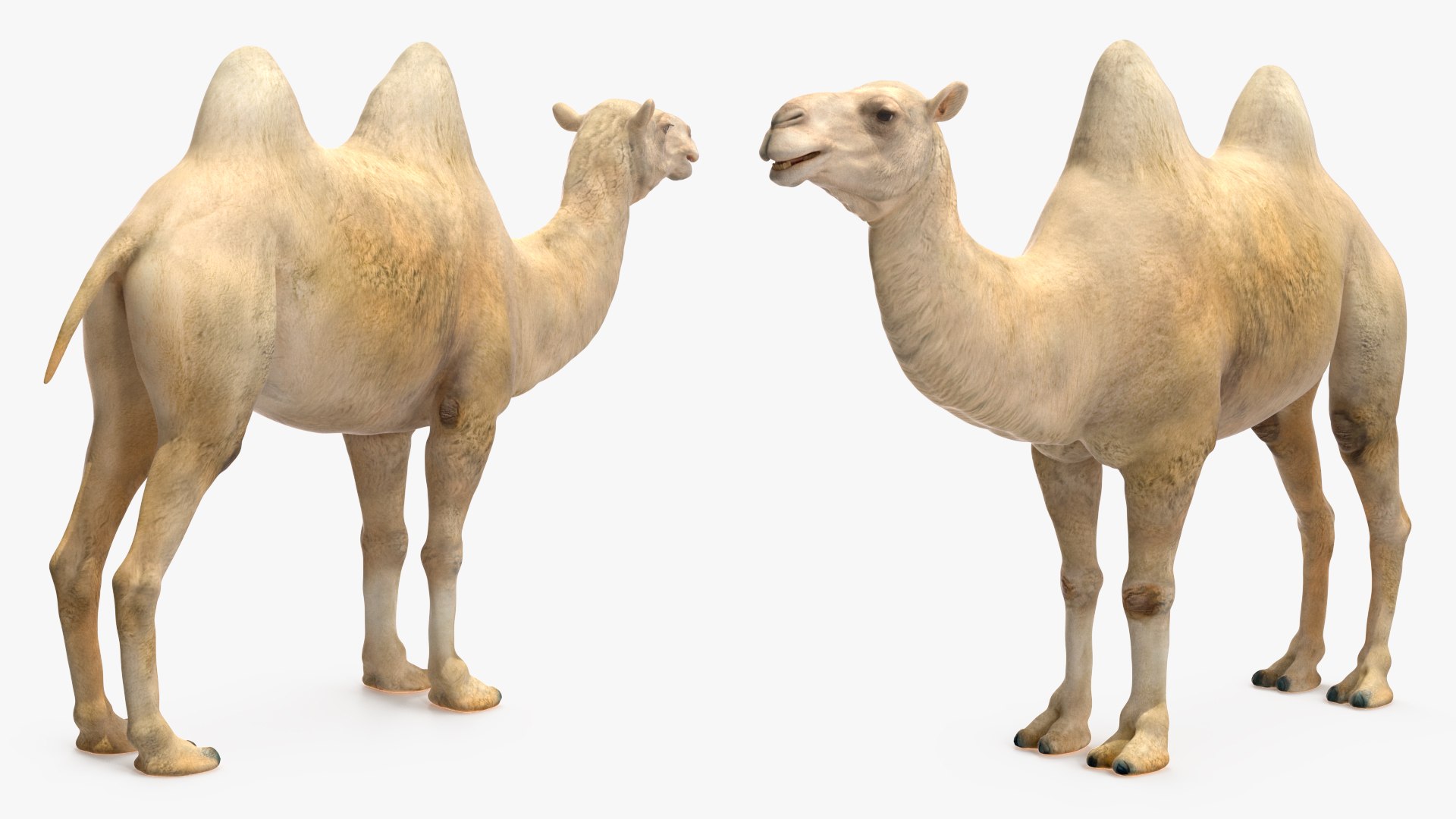 3D Bactrian Camel Light Colored https://p.turbosquid.com/ts-thumb/ZC/LG8Jk5/eL/bactriancamellightcolored3dsmodel009/jpg/1724723144/1920x1080/fit_q87/795387b9190aa203c58dcf99047b5061fe9fa87c/bactriancamellightcolored3dsmodel009.jpg