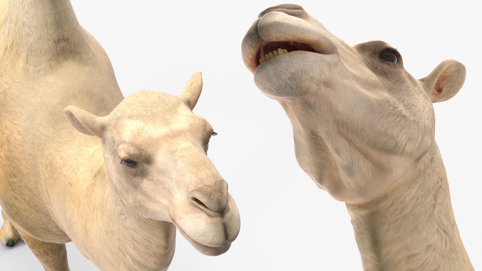 3D Bactrian Camel Light Colored https://p.turbosquid.com/ts-thumb/ZC/LG8Jk5/sW/bactriancamellightcolored3dsmodel016/jpg/1724723172/1920x1080/fit_q87/f086a9809213239dde44c11e0d9c2be4b546f27a/bactriancamellightcolored3dsmodel016.jpg