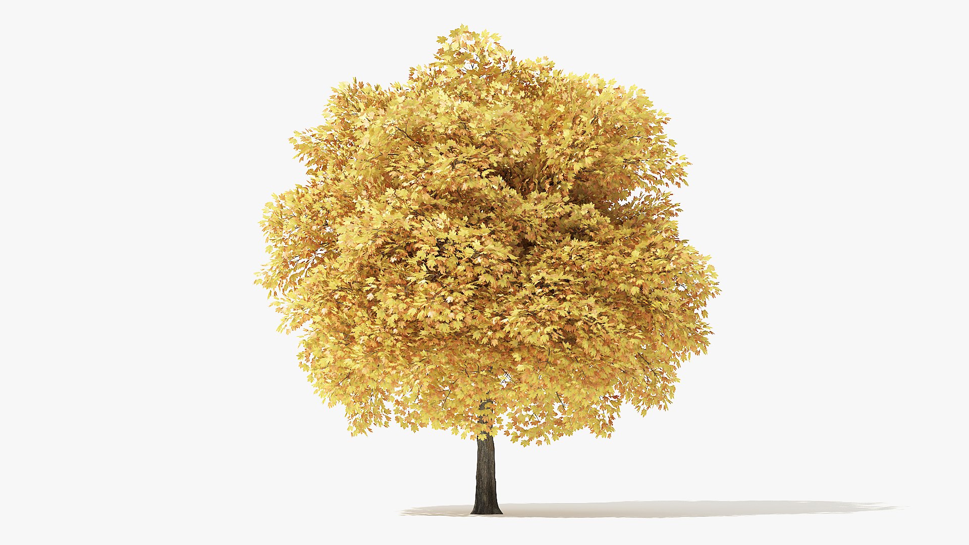 autumn norway maple tree 3D model https://p.turbosquid.com/ts-thumb/ZC/LXzIvH/8sEZk9zE/6_meter_autumn_norway_maple_turntable_000015/jpg/1575227085/1920x1080/fit_q87/6e93b09cc1e294c7a4f96e9cb8e0da5b98dd6c4e/6_meter_autumn_norway_maple_turntable_000015.jpg