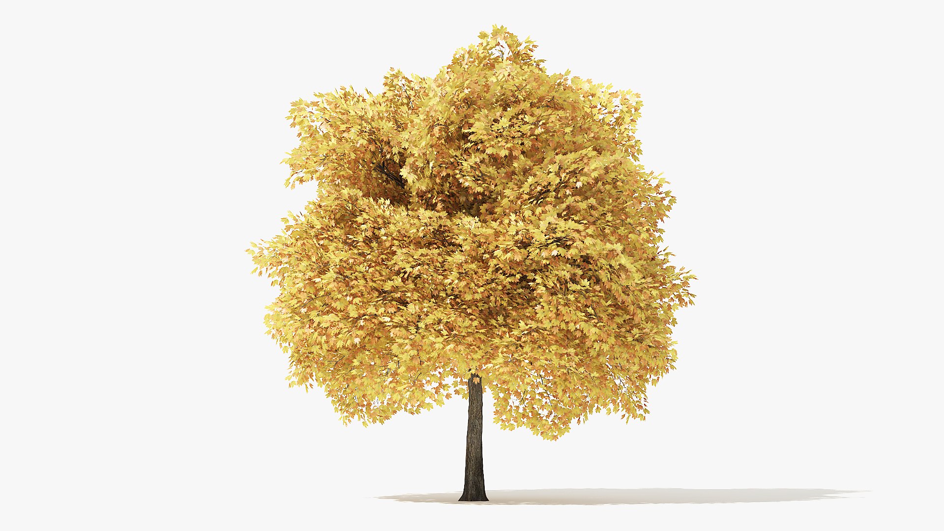 autumn norway maple tree 3D model https://p.turbosquid.com/ts-thumb/ZC/LXzIvH/9Ta3evj1/6_meter_autumn_norway_maple_turntable_000009/jpg/1575227084/1920x1080/fit_q87/debbc259be700f00d5516565e9835ebc004b4d2d/6_meter_autumn_norway_maple_turntable_000009.jpg