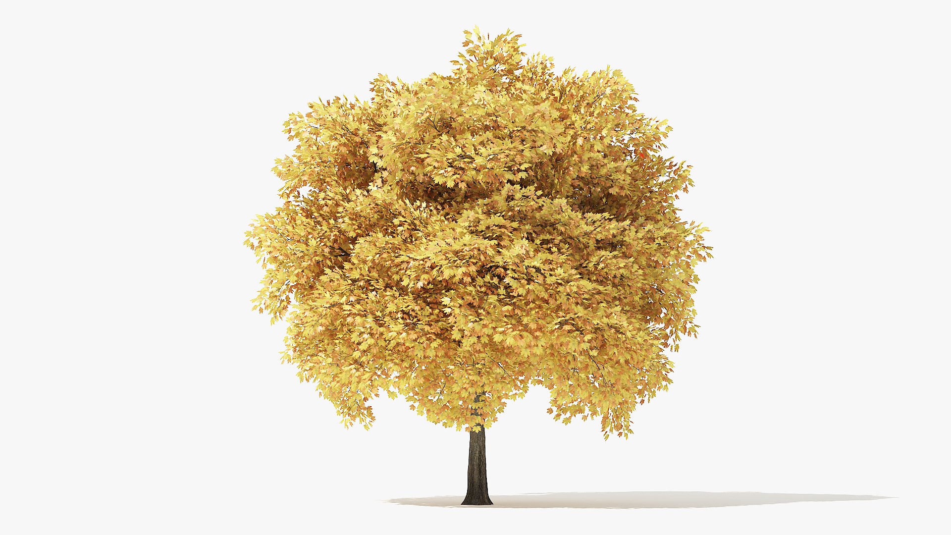 autumn norway maple tree 3D model https://p.turbosquid.com/ts-thumb/ZC/LXzIvH/L16QHCyS/6_meter_autumn_norway_maple_turntable_000012/jpg/1575227085/1920x1080/fit_q87/27bf3fa0e016b2c63e37fc866153b85a0a051270/6_meter_autumn_norway_maple_turntable_000012.jpg