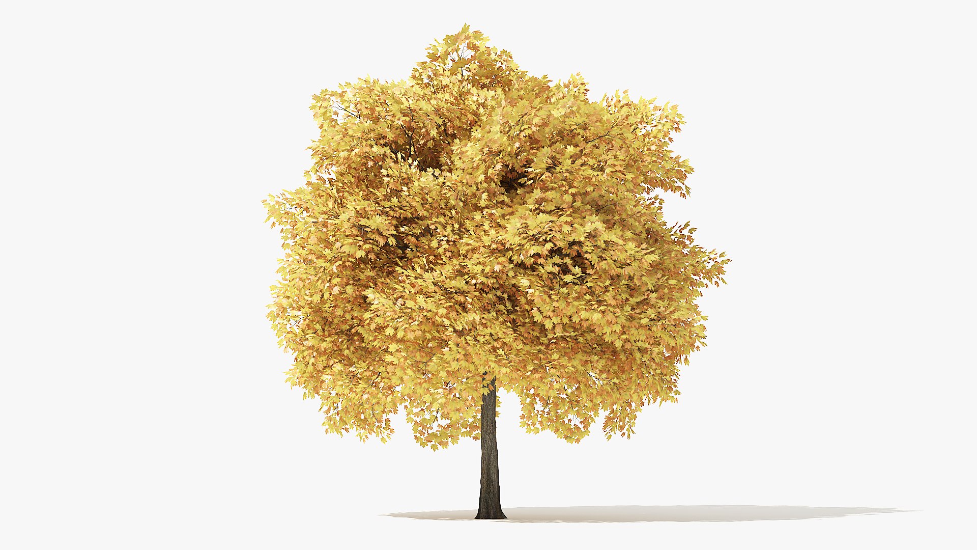 autumn norway maple tree 3D model https://p.turbosquid.com/ts-thumb/ZC/LXzIvH/TKSRMUv2/6_meter_autumn_norway_maple_turntable_000000/jpg/1575227005/1920x1080/fit_q87/1551c242192e77f66d410bb8ddfeaa6d34e2bf23/6_meter_autumn_norway_maple_turntable_000000.jpg