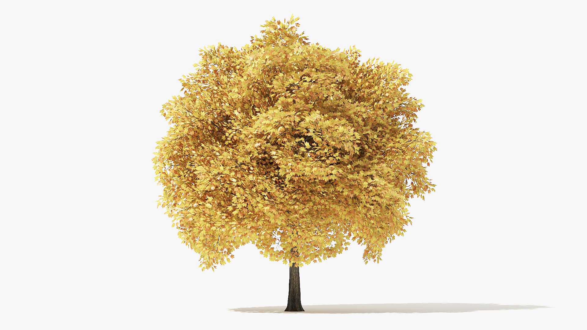 autumn norway maple tree 3D model https://p.turbosquid.com/ts-thumb/ZC/LXzIvH/gWJ3zrUC/6_meter_autumn_norway_maple_turntable_000003/jpg/1575227084/1920x1080/fit_q87/2ccfd0a75e0b9c23d37f4240c8620514fa50c521/6_meter_autumn_norway_maple_turntable_000003.jpg