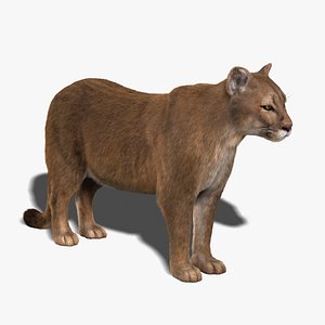 cougar fur 3d model