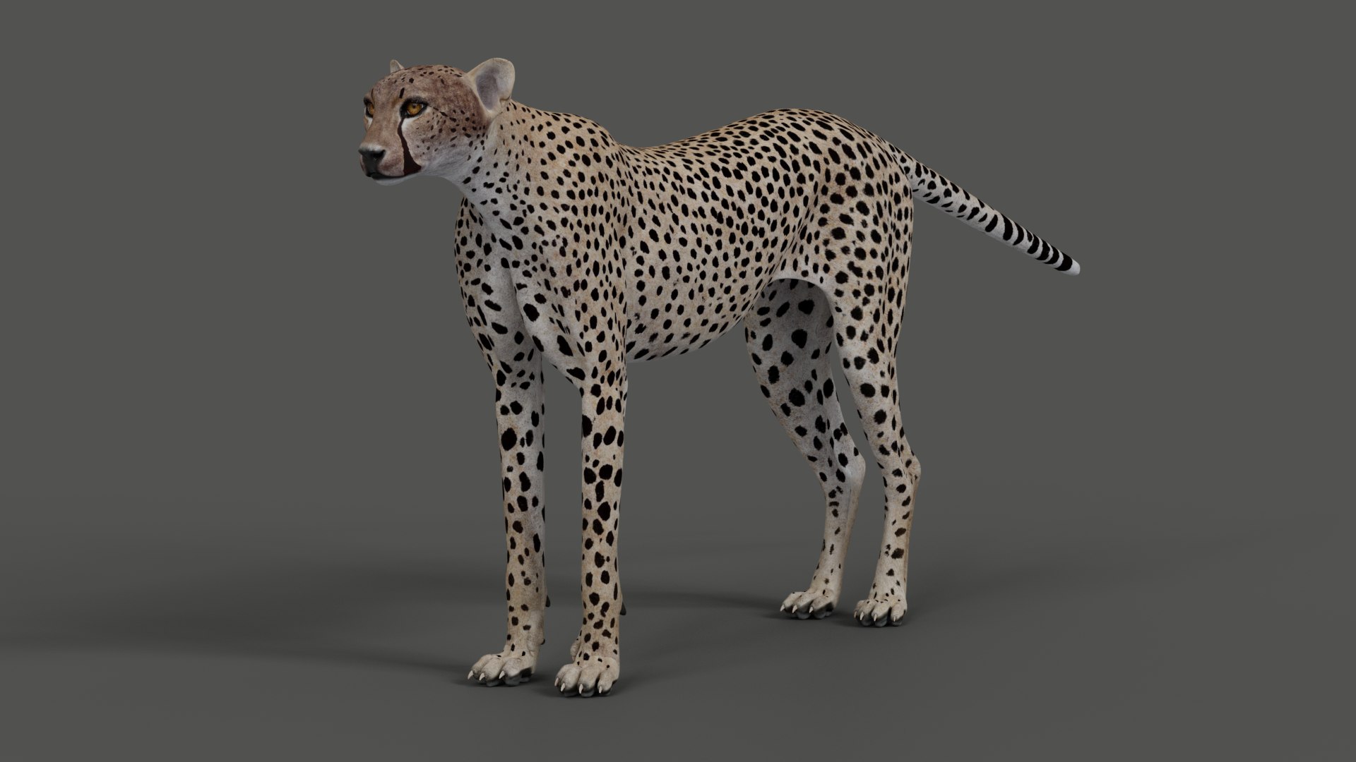 Realistic Cheetah Model - TurboSquid 1590259