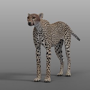 realistic cheetah model