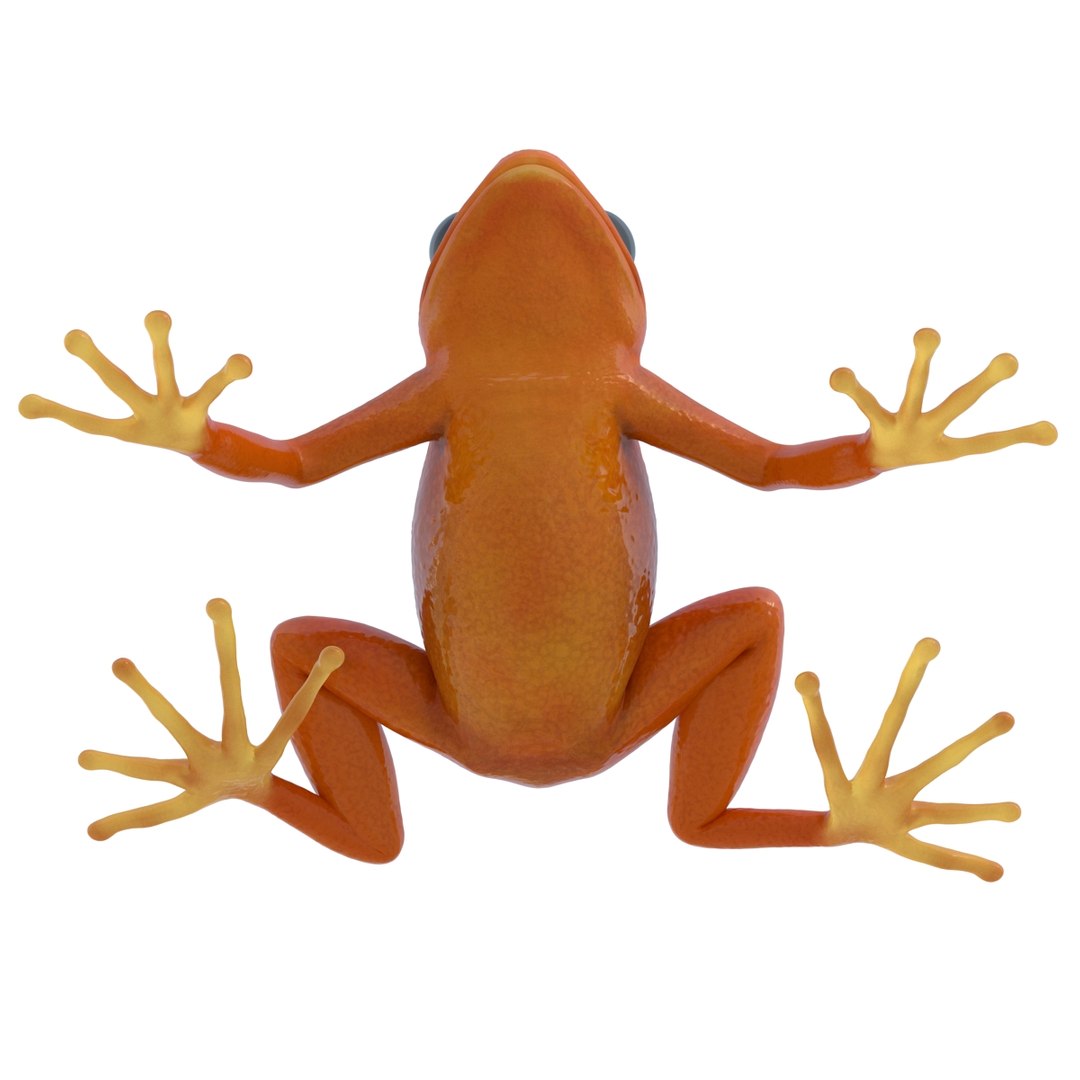 mantella frog pose 2 3ds https://p.turbosquid.com/ts-thumb/ZC/h8ghzM/0exP4ZbJ/mantellafrog3dsmodel15/jpg/1452519272/1920x1080/fit_q87/3bd0529826d195932387df62bc1a464bbec638f5/mantellafrog3dsmodel15.jpg