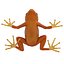 Mantella Frog Pose 2 3D Model
