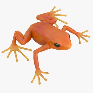 Mantella Frog Pose 2 3D Model