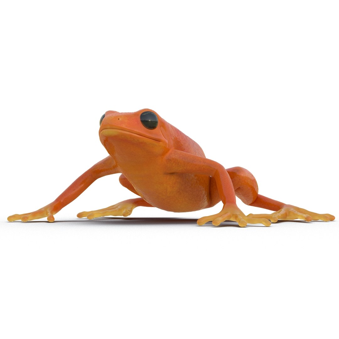 mantella frog pose 2 3ds https://p.turbosquid.com/ts-thumb/ZC/h8ghzM/6pEWXP22/mantellafrog3dsmodel07/jpg/1452519271/1920x1080/fit_q87/03b847ed4d9b95bd799e3e0f062992a90cc250b0/mantellafrog3dsmodel07.jpg