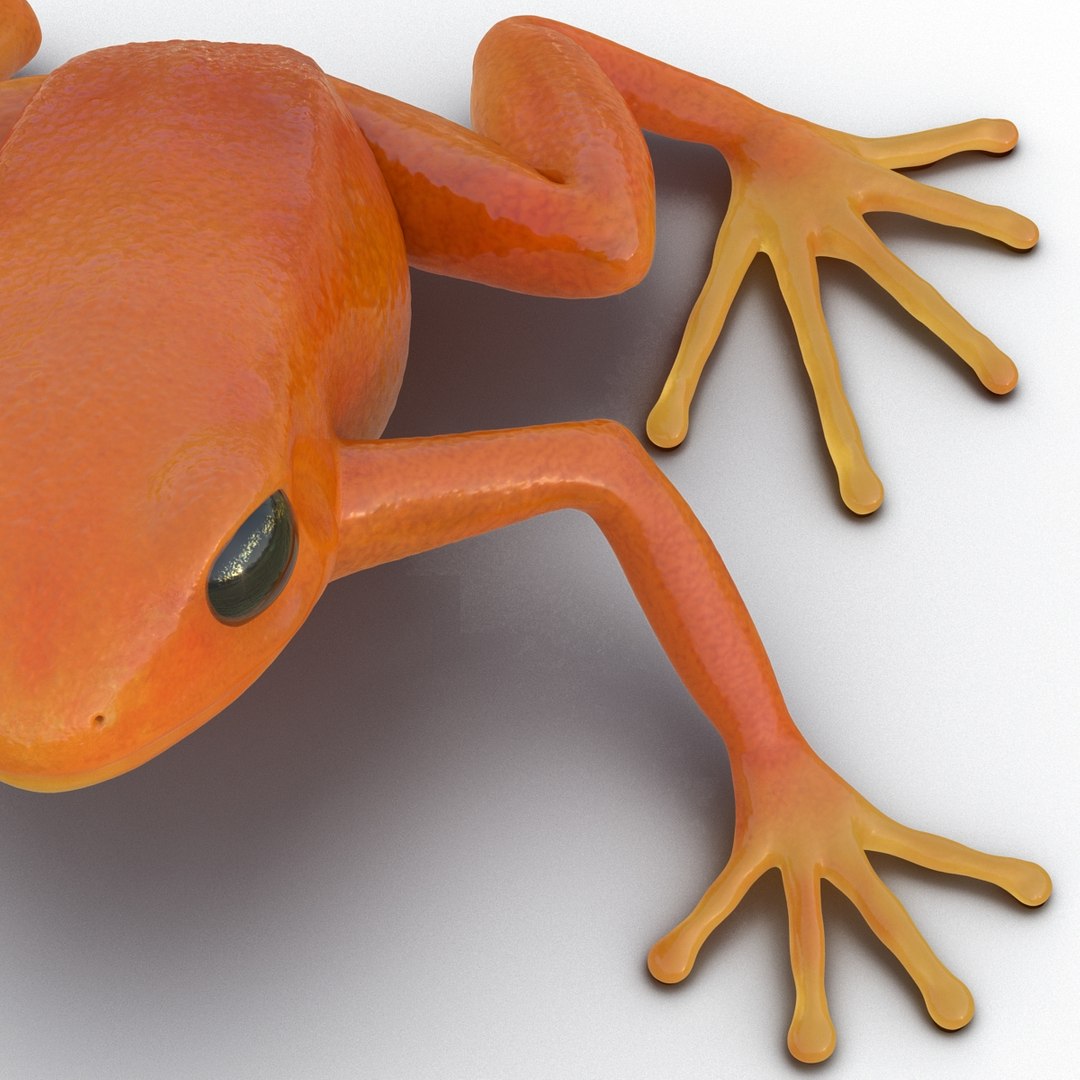 mantella frog pose 2 3ds https://p.turbosquid.com/ts-thumb/ZC/h8ghzM/8P0Aw8Ky/mantellafrog3dsmodel17/jpg/1452519272/1920x1080/fit_q87/c1842d4d8de3c588b252b7529a7a6c7a4197c3e5/mantellafrog3dsmodel17.jpg