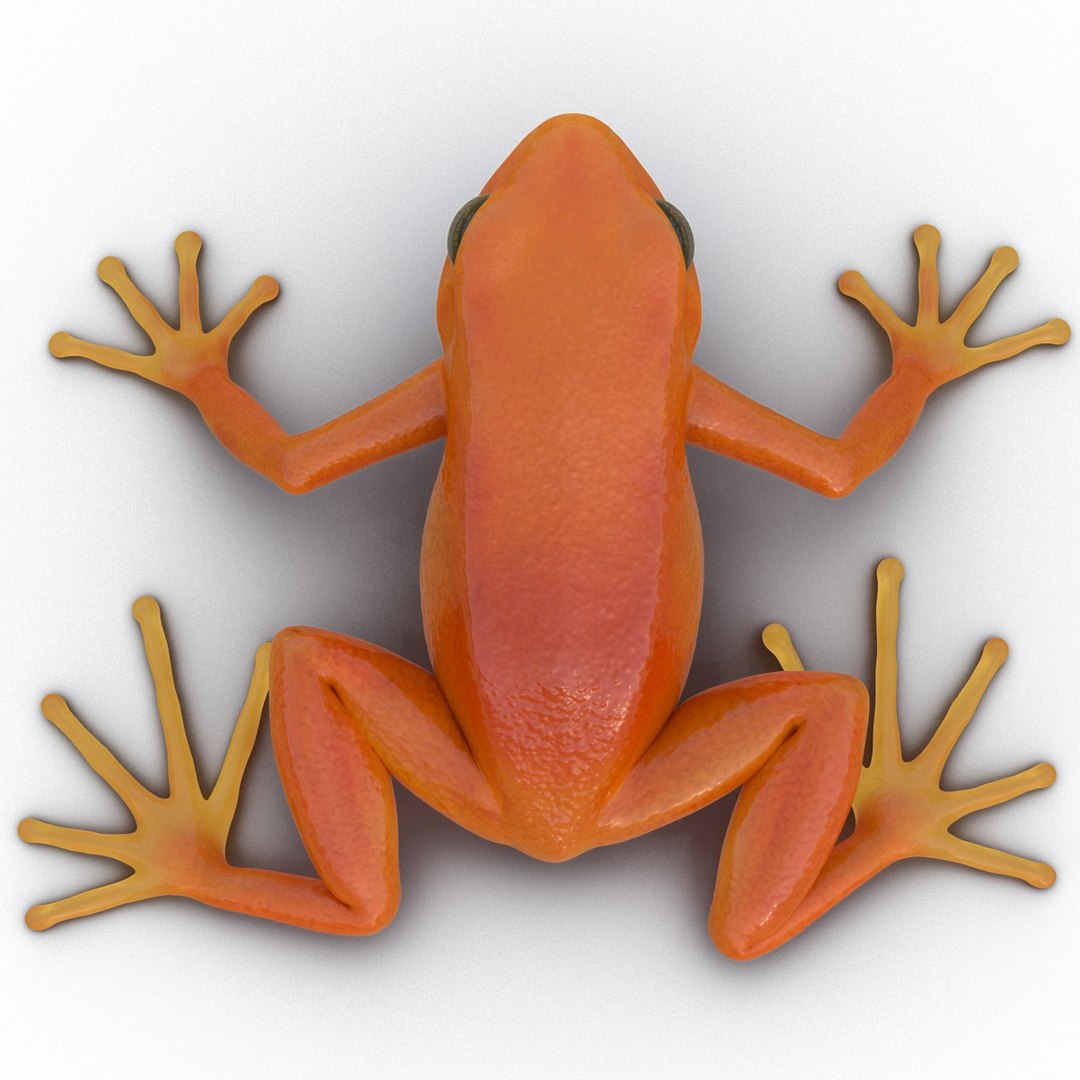 mantella frog pose 2 3ds https://p.turbosquid.com/ts-thumb/ZC/h8ghzM/DY26eIlW/mantellafrog3dsmodel14/jpg/1452519272/1920x1080/fit_q87/bc44644b38244037e786ec7c416d0ca259b54d89/mantellafrog3dsmodel14.jpg