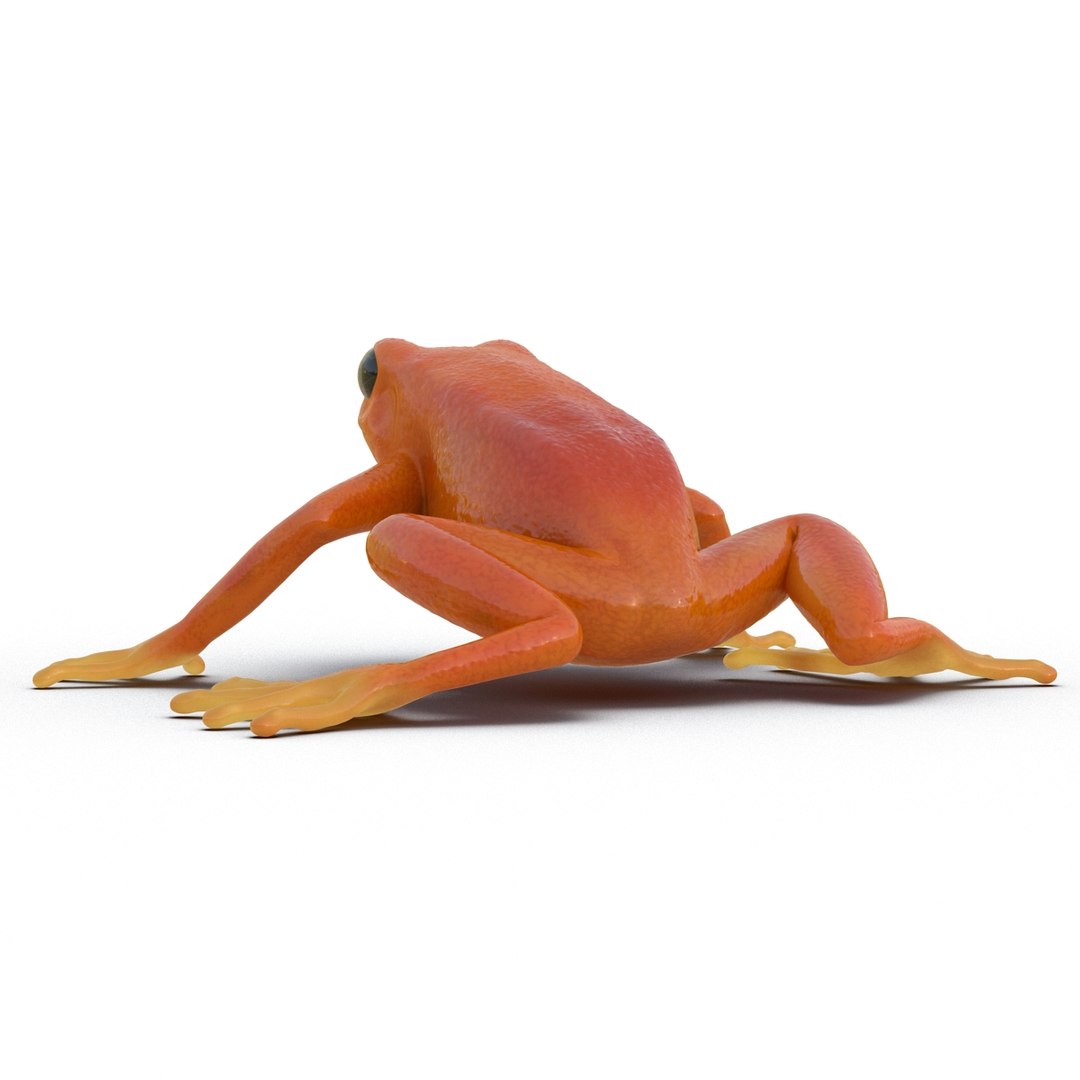 mantella frog pose 2 3ds https://p.turbosquid.com/ts-thumb/ZC/h8ghzM/DgJJVtLO/mantellafrog3dsmodel06/jpg/1452519271/1920x1080/fit_q87/0b46c7139f4cd99f9b7df86795b76b6adc8a1130/mantellafrog3dsmodel06.jpg