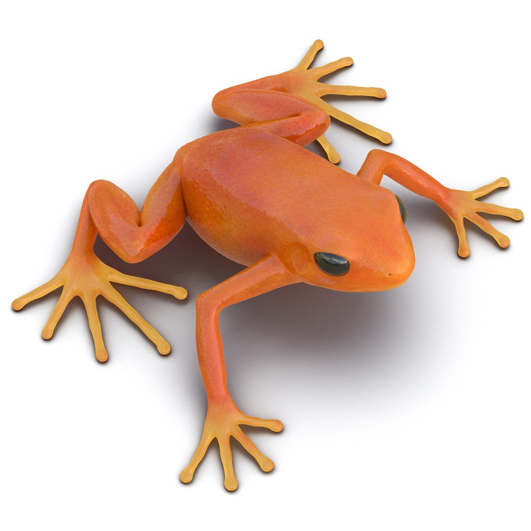Mantella Frog Pose 2 3D Model 3D model preview