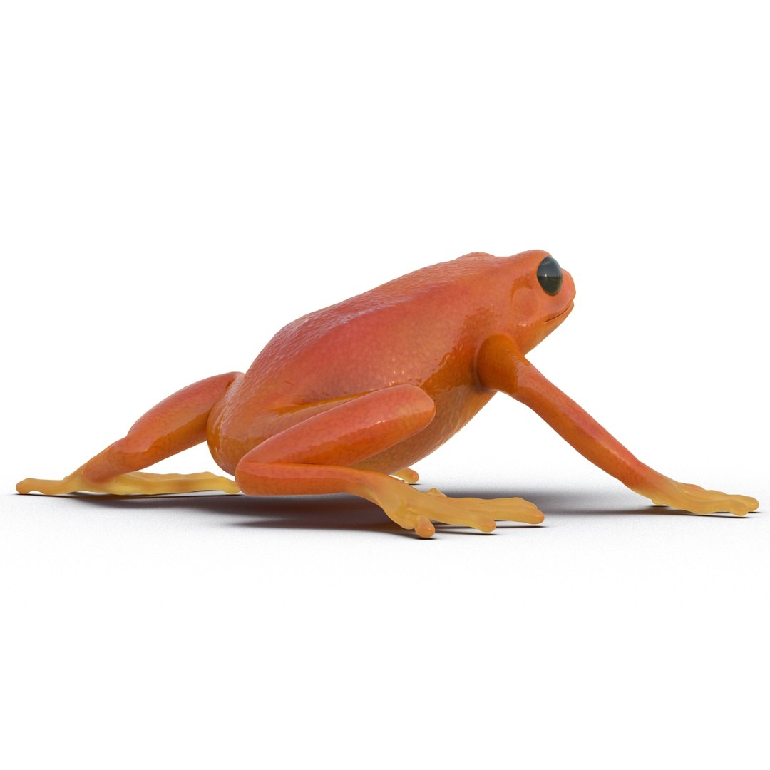 mantella frog pose 2 3ds https://p.turbosquid.com/ts-thumb/ZC/h8ghzM/S75rNbMo/mantellafrog3dsmodel09/jpg/1452519271/1920x1080/fit_q87/91ed4e1b20d2ee80f38f84a868204780307e7e59/mantellafrog3dsmodel09.jpg