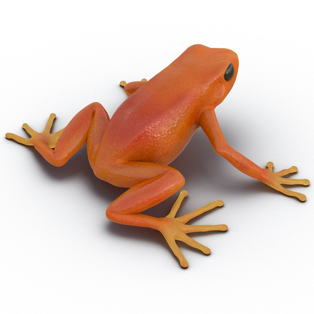 mantella frog pose 2 3ds https://p.turbosquid.com/ts-thumb/ZC/h8ghzM/cBYz2TQE/mantellafrog3dsmodel05/jpg/1452519271/1920x1080/fit_q87/3db43793b8fe4b00f724a2021f6458a2f75df842/mantellafrog3dsmodel05.jpg