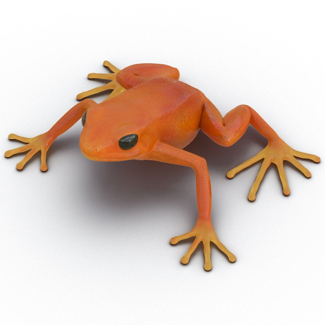 mantella frog pose 2 3ds https://p.turbosquid.com/ts-thumb/ZC/h8ghzM/tNv71FjM/mantellafrog3dsmodel03/jpg/1452519271/1920x1080/fit_q87/d1ef167fa67372073cb099259c2ec62feb154216/mantellafrog3dsmodel03.jpg