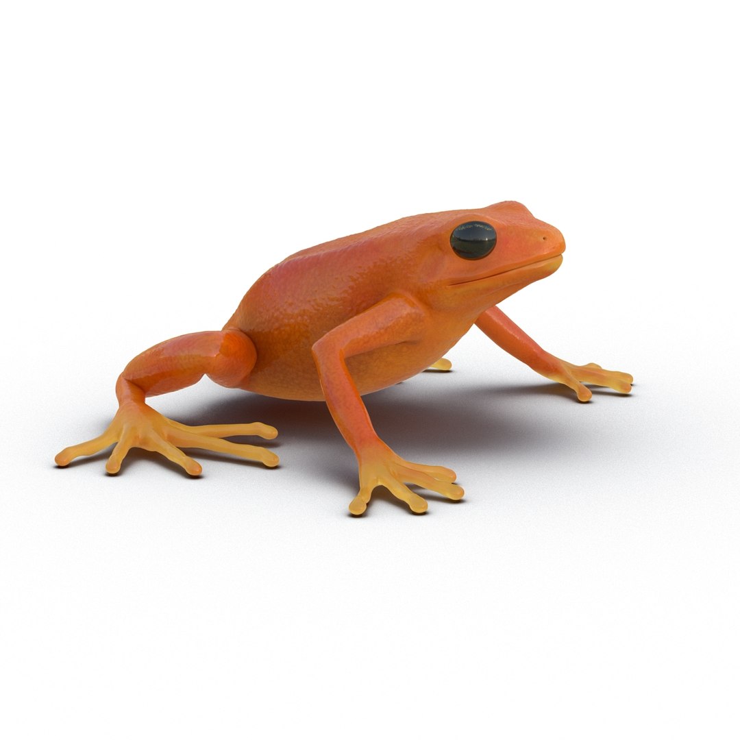 mantella frog pose 2 3ds https://p.turbosquid.com/ts-thumb/ZC/h8ghzM/yhqQbZlY/mantella_frog_pose_2_36065/jpg/1452519333/1920x1080/fit_q87/cd6d5f843e5084244769836d9b4a2c72d26ee913/mantella_frog_pose_2_36065.jpg