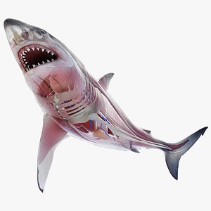 Vfx shark toy clearance