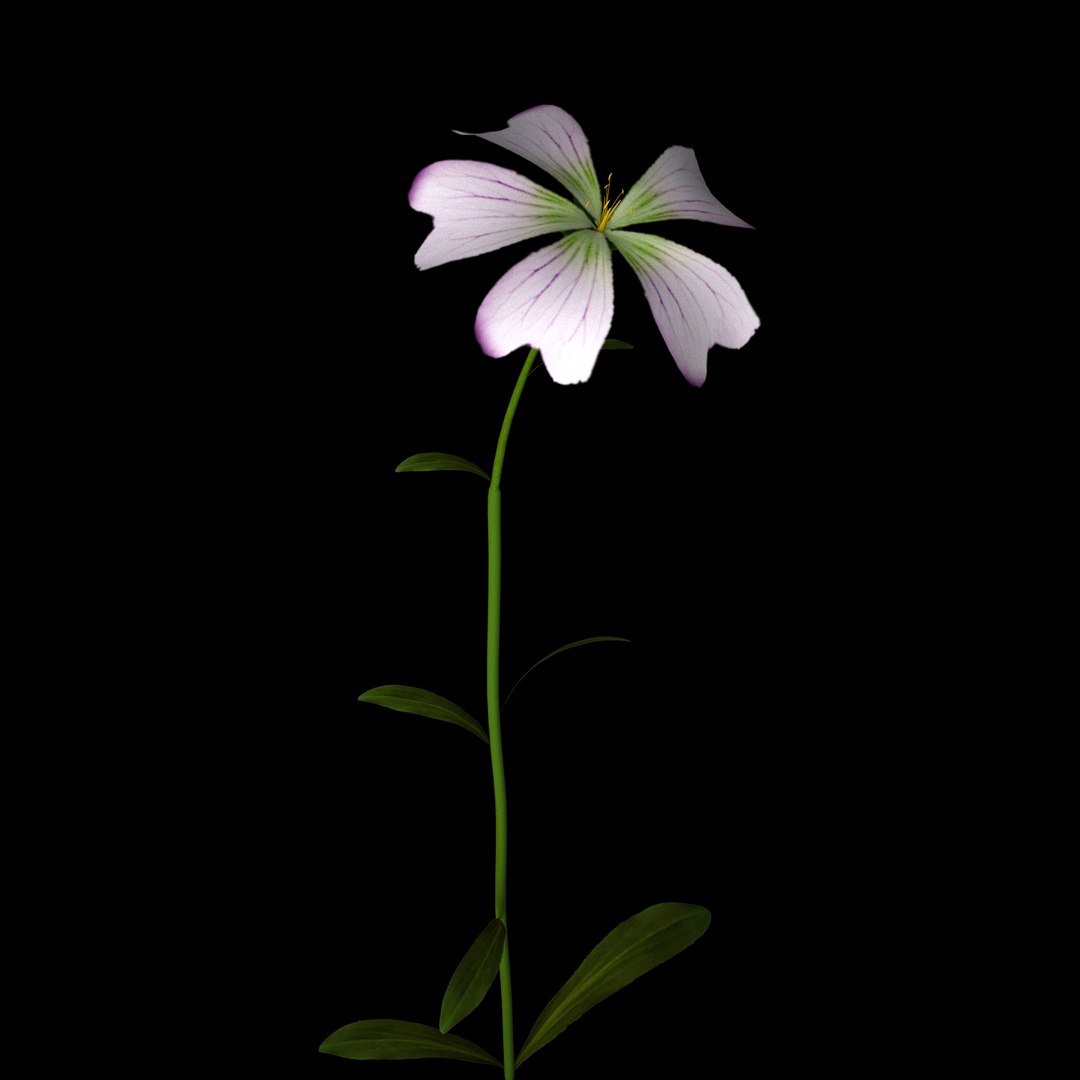 Flowers Open Animation 3D - TurboSquid 1588724