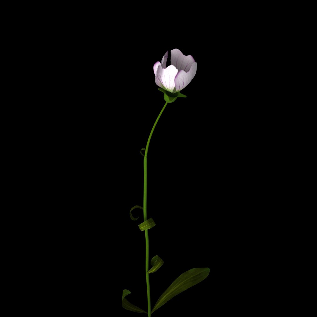 Flowers Open Animation 3D - TurboSquid 1588724