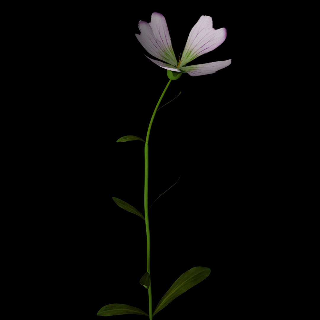 Flowers Open Animation 3D - TurboSquid 1588724