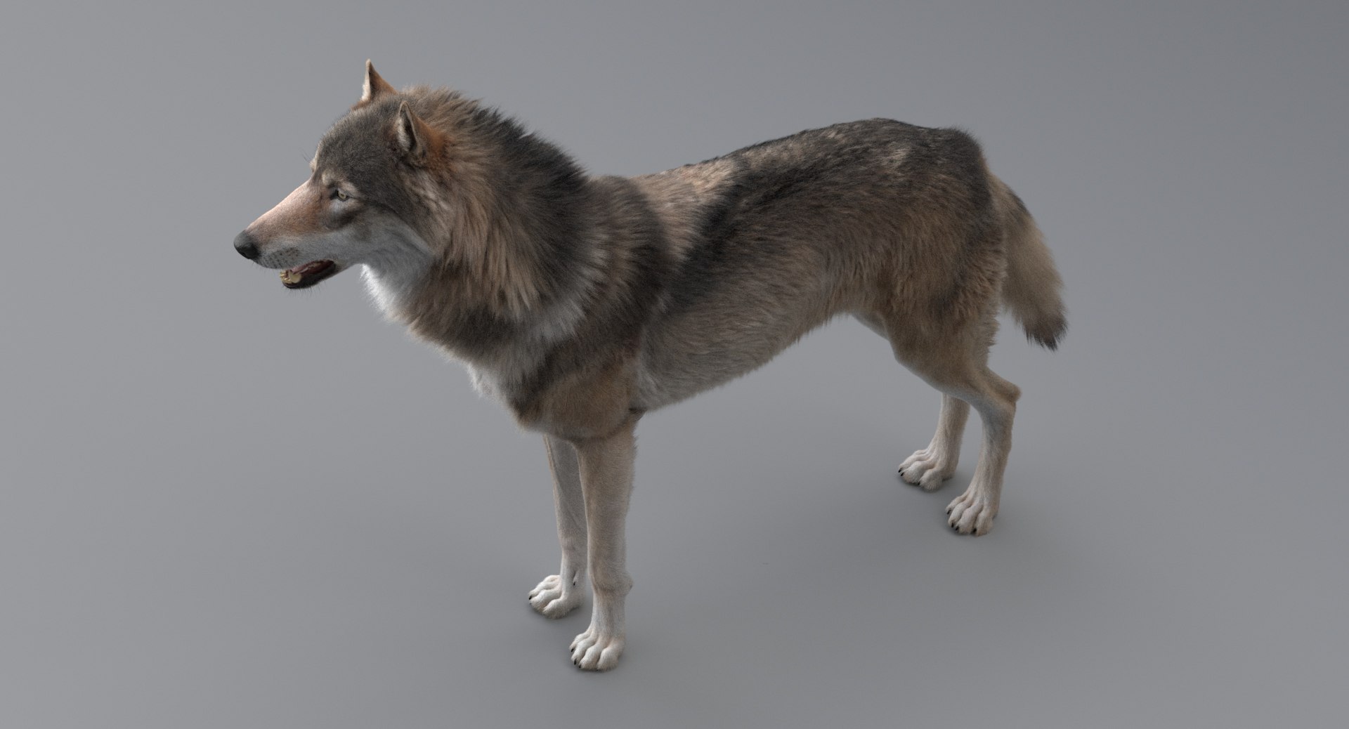 3D wolf model https://p.turbosquid.com/ts-thumb/ZC/qqoRfm/9e60S9iT/8/jpeg/1557687259/1920x1080/fit_q87/d8c7b78420dc12deb60f16419988706a19232150/8.jpg