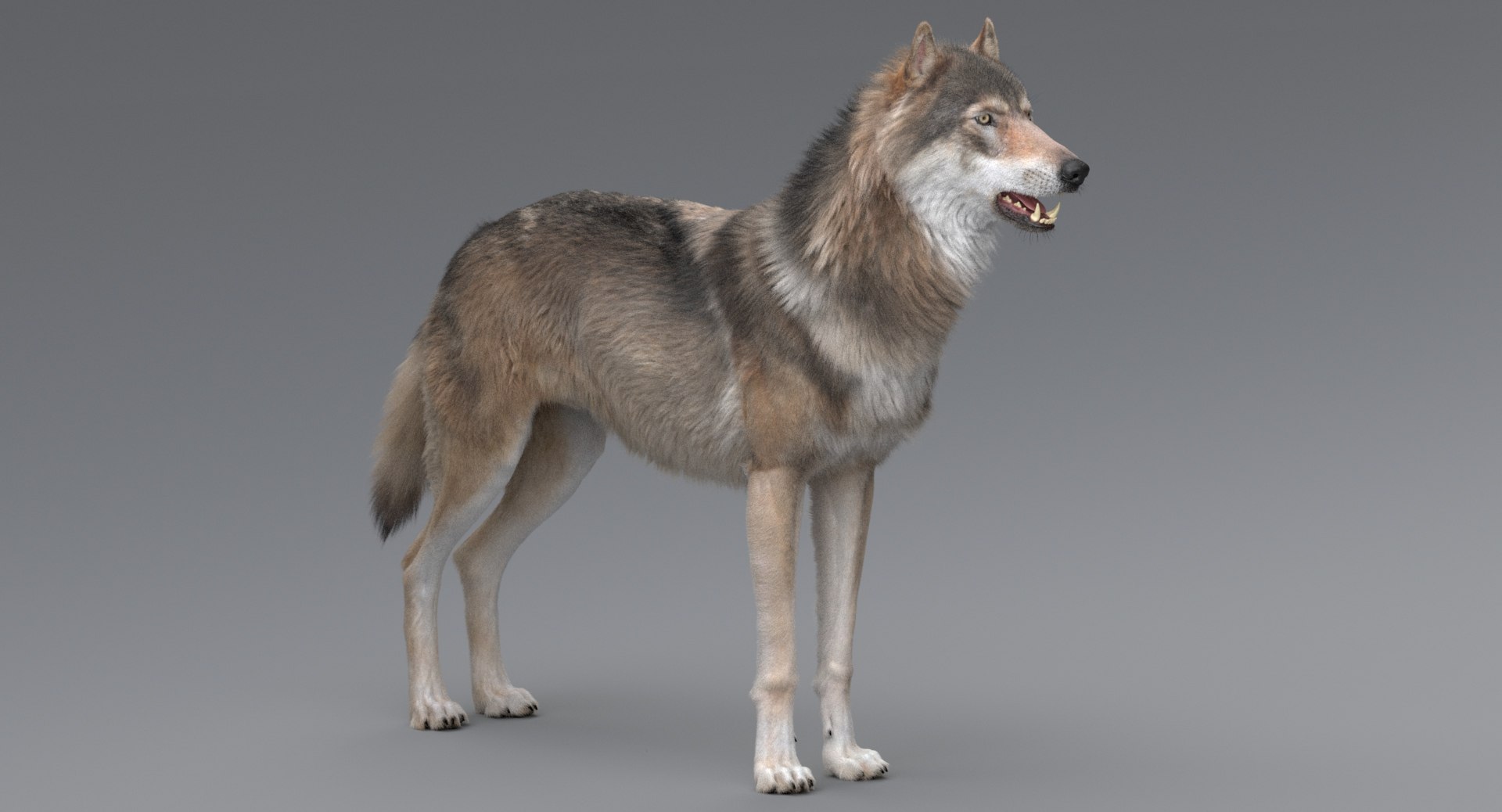 3D wolf model https://p.turbosquid.com/ts-thumb/ZC/qqoRfm/AcYzHI8k/6/jpeg/1557687100/1920x1080/fit_q87/eb22275cb52f4d82eef21a1b966c9ce916647985/6.jpg
