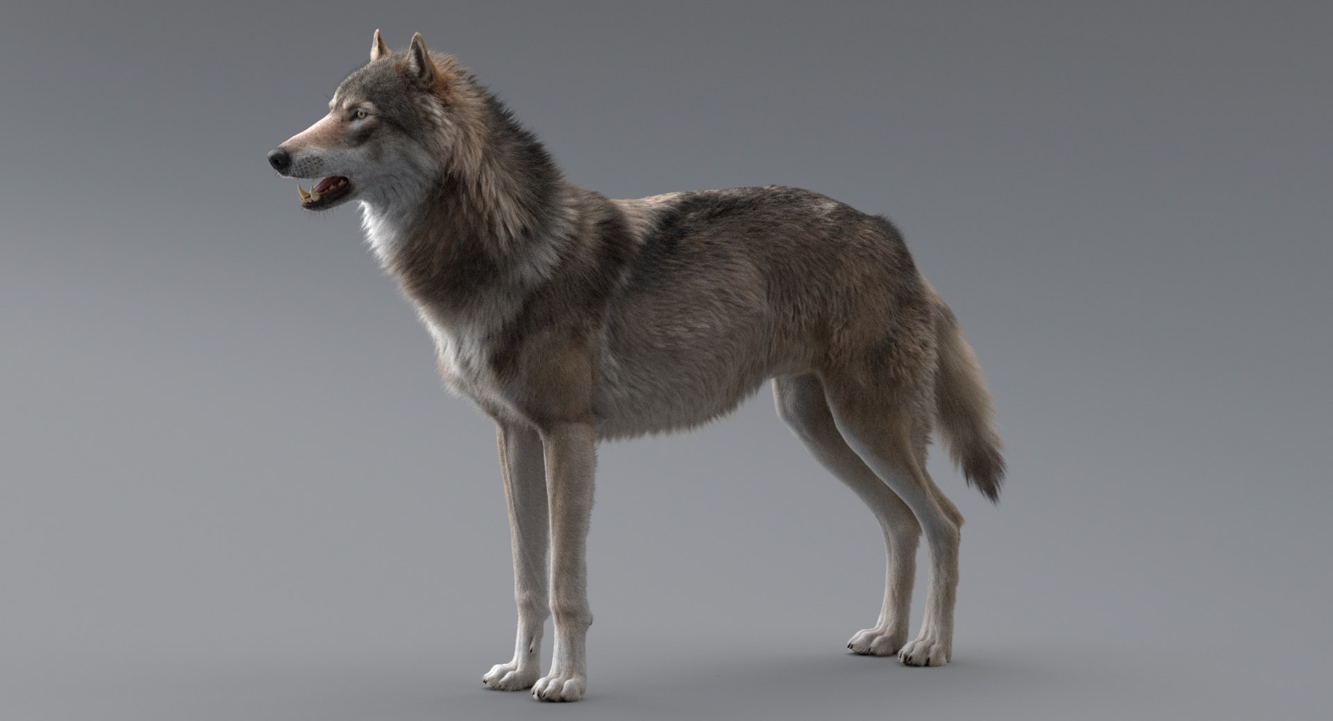 3D wolf model https://p.turbosquid.com/ts-thumb/ZC/qqoRfm/FcviLB5A/title/jpeg/1557686901/1920x1080/fit_q87/87dd2bc304d1fc5e587f50e150d75b436097722f/title.jpg