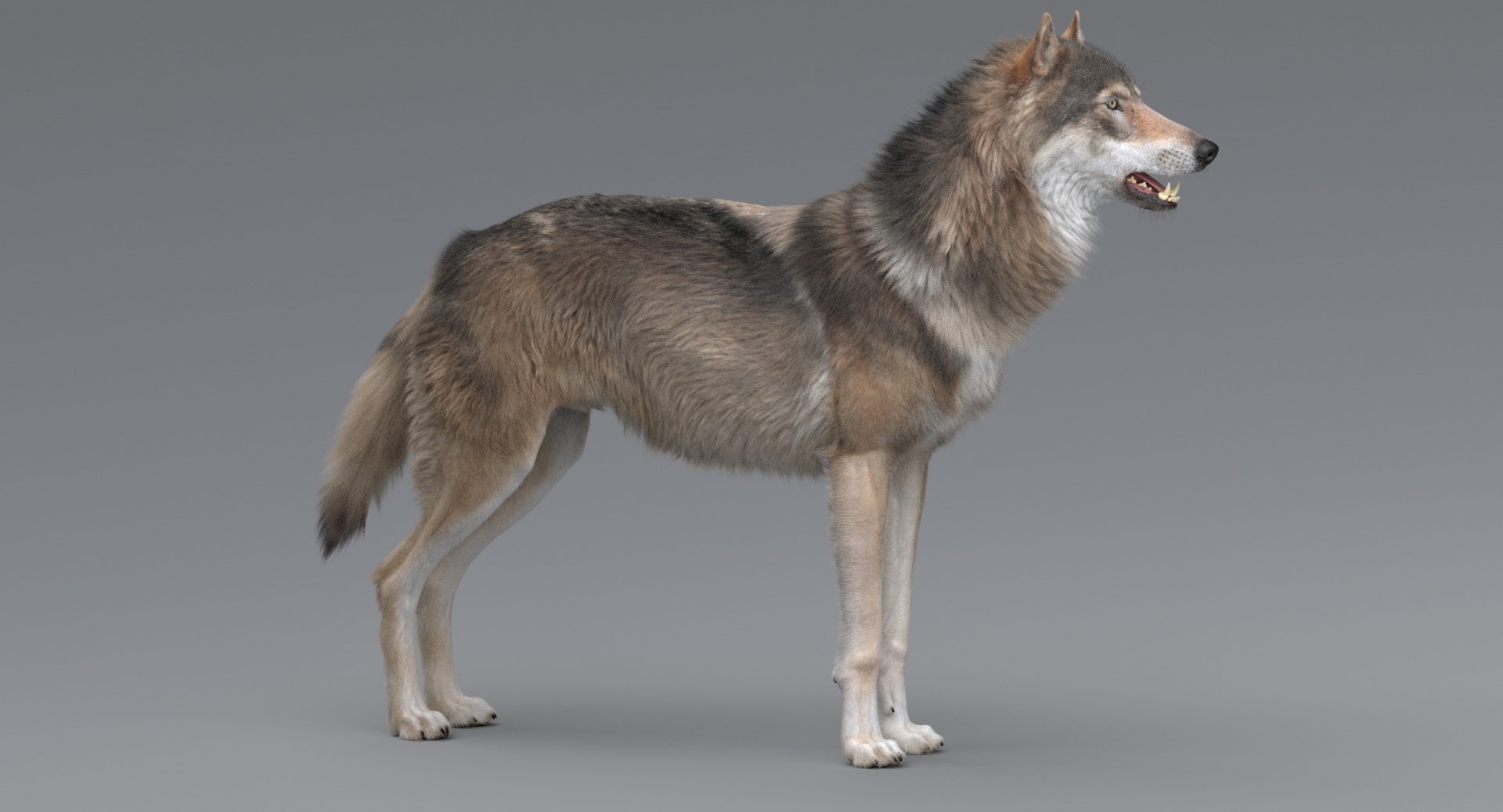 3D wolf model https://p.turbosquid.com/ts-thumb/ZC/qqoRfm/S1MB8JEf/3/jpeg/1557687082/1920x1080/fit_q87/b108bdc376965b7f308f879081f4cce694e7153c/3.jpg