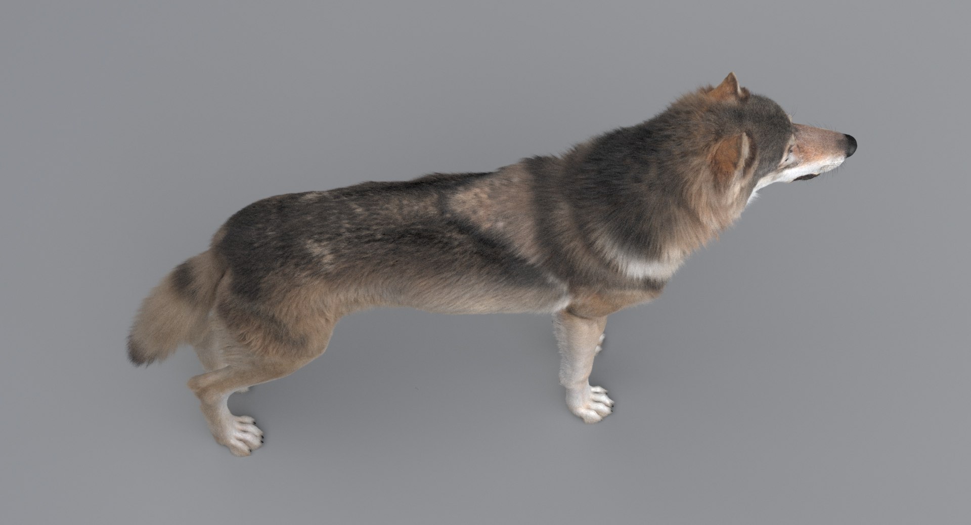 3D wolf model https://p.turbosquid.com/ts-thumb/ZC/qqoRfm/StL67a2M/1/jpeg/1557687172/1920x1080/fit_q87/589981470c2459668fbdc853b26b3f7008dc268d/1.jpg