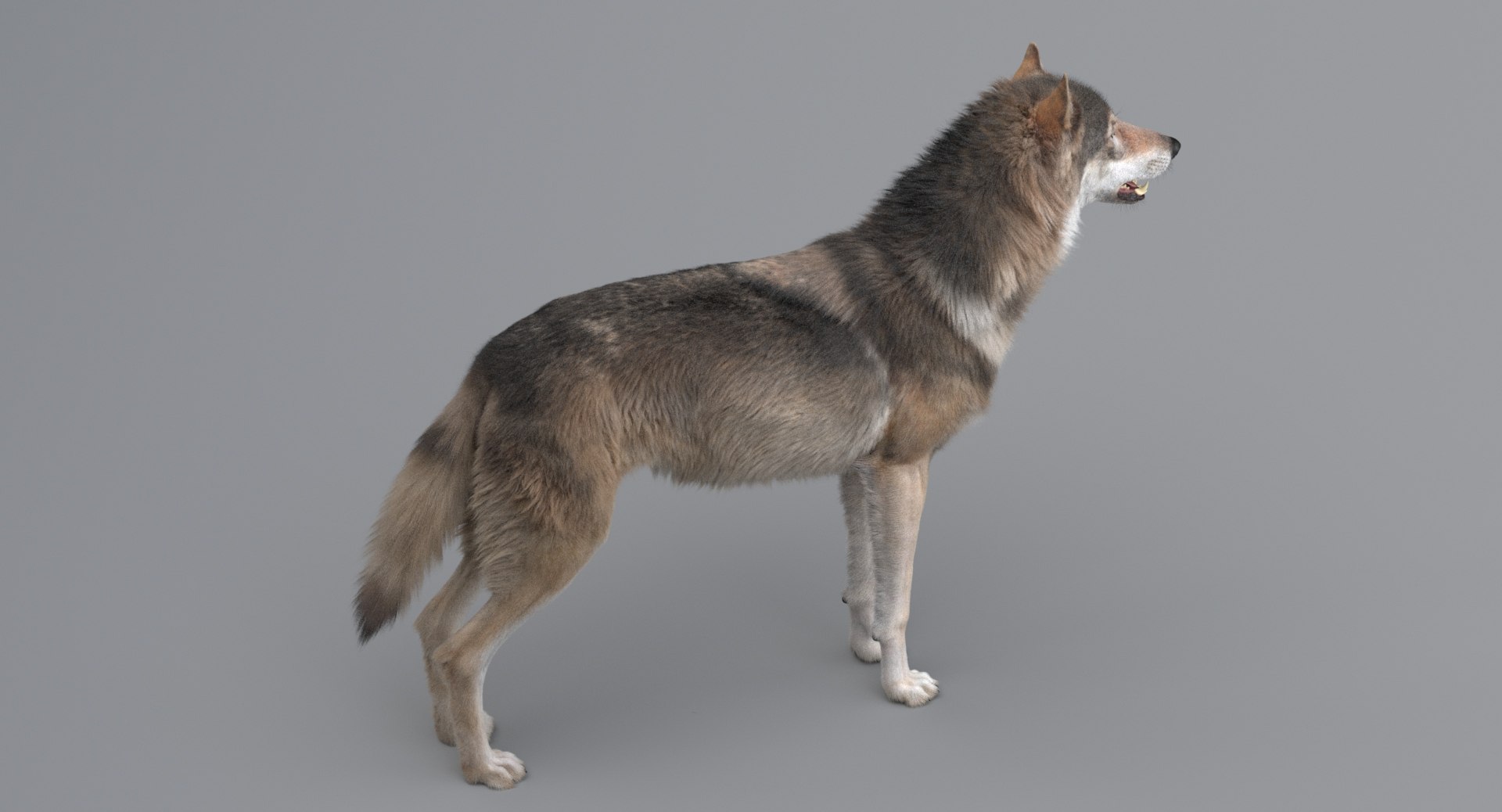 3D wolf model https://p.turbosquid.com/ts-thumb/ZC/qqoRfm/ZEdAvjjb/2/jpeg/1557687155/1920x1080/fit_q87/102219ff4edfe902fc723734e813490e1feb7bb7/2.jpg
