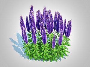 Echium candicans 3D model