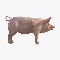 Domestic Pig (Female)
